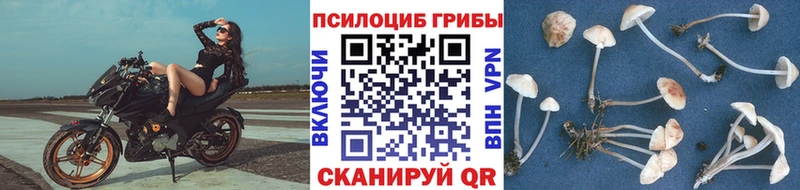 Псилоцибиновые грибы Psilocybine cubensis  Мещовск 